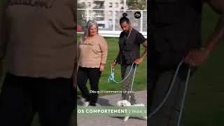 Miniature : Voyou le chien se déconcentre pendant sa balade - En Bonne Compagnie #shorts