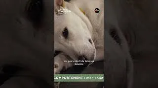 Miniature : Comment apprendre à son chiot à ne pas faire ses besoins à l'intérieur? - En bonne compagnie#shorts