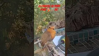 Miniature : La canicule au point d'eau 🥵🌡️ 36°#Canicule #PointDEau #birds #nature #ete #humour #mdr