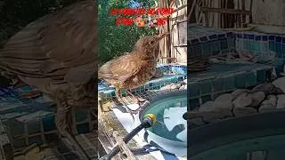 Miniature : La canicule au point d'eau 🥵🌡️ 36°#Canicule #PointDEau #birds #nature #ete #humour #mdr