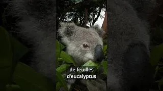Miniature : Le terrible secret du koala  #shorts #youtubeshorts #science #nature