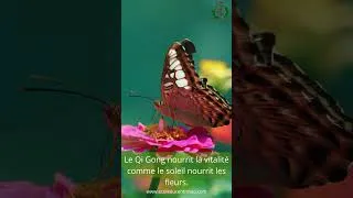 Miniature : L'énergie de l'été #qigong #qigongmeditation #taoïsme