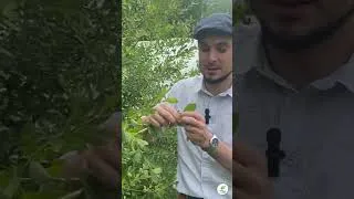 Miniature : Présentation du saule cendré