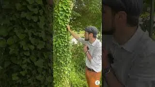 Miniature : Présentation du lierre Grimpant