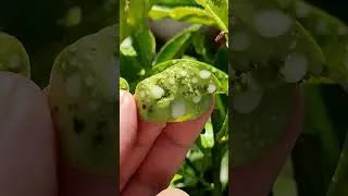 Miniature : ADIEU FOURMIS & PUCERONS POUR TOUJOURS 🚫🐜 (100% EFFICACE)