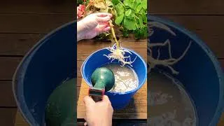 Miniature : Comment Enraciner des Boutures de Fruitier (Méthode Professionnelle de Pépinière) | 100% Naturelle