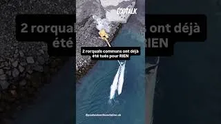 Miniature : La chasse à la baleine a commencé en Islande…