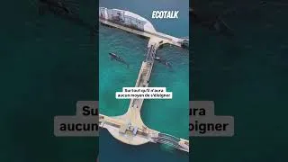 Miniature : Le transfert des orques de Marineland est acté…