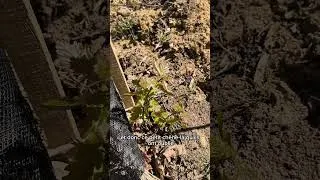 Miniature : Pose de protection sur les jeunes plants d’arbres. #environnementprotection