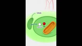 Miniature : Respiration cellulaire