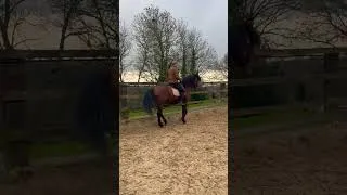 Miniature : L'épaule en dedans #cheval #dressageclassique #épauleendedans #légèreté #equitation