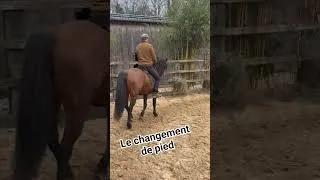 Miniature : le changement de pied tuto #cheval #dressageclassique #changementdepied  #légèreté #equestrian