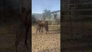 Miniature : Apprendre l'appuyer à son cheval #cheval #dressageclassique #horse #légèreté #equitation