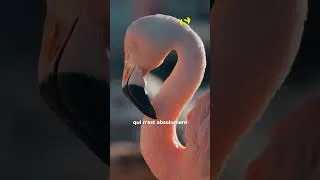 Miniature : Du lait de flamant rose ?