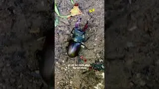 Miniature : 5 ans pour devenir un géant