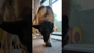 Miniature : Ton chien aussi a une peluche préférée ?