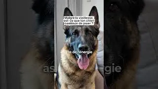 Miniature : Malgré la vieillesse, est-ce que ton chien continue de jouer ?