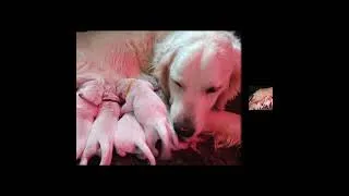 Miniature : Les chiots de Noisette ont  3 jours