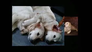 Miniature : golden retriever,  mère et  fille