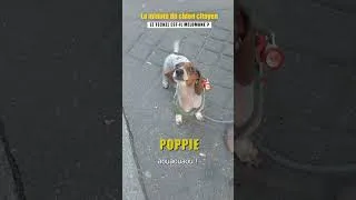 Miniature : #cynographie de Poppie le Teckel qui  chante !
