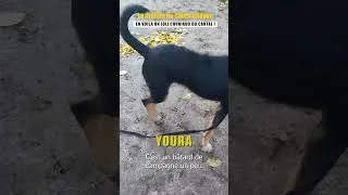 Miniature : youra chien du Cantal