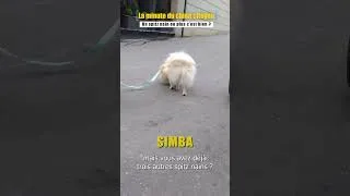 Miniature : simba #spitznain de Paris