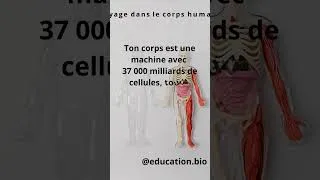 Miniature : Le corps, une machine incroyable