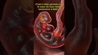 Miniature : L'embryon à 6 semaines de vie!