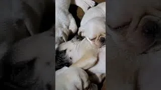 Miniature : Pourquoi mon chien dort avec moi ? l'instinct de meute !