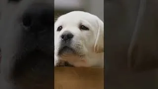 Miniature : Comment construire un chiot qui a confiance en lui et en toi ?