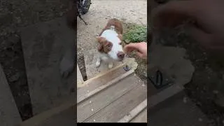 Miniature : Aucun chien ne l'est dailleurs 👌😊 #chien #educateurcanin