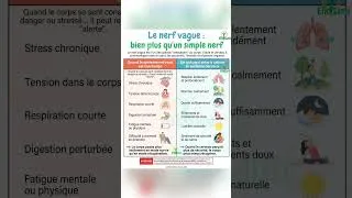 Miniature : Le nerf vague : bien plus qu’un simple nerf