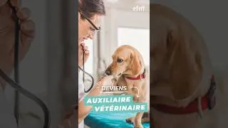 Miniature : Le métier parfait pour les passionnés d’animaux ? 🩺Forme-toi pour devenir Auxiliaire Vétérinaire !