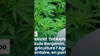 Miniature : CULTURE DU CHANVRE THERAPIQUE