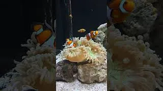 Miniature : clown fish