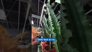 Miniature : La routine de la Zebrina