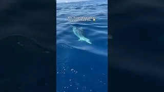 Miniature : On voit des dauphins 😭🐬
