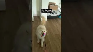 Miniature : Mon chat pense qu’il est chien 🐶