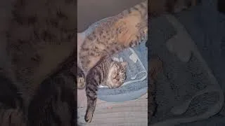 Miniature : #cat #viral #fyp #foryou #animals #love #health #sleep #espoir #tiger #funny #anime #follow #peace