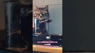 Miniature : #viral #cat #love #soup #ramadan #viralvideo #viralshorts #viralshort #foryou #pourtoi #laugh #faith