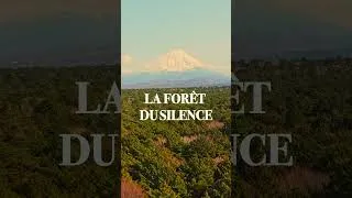 Miniature : LA FÔRET DU SILENCE,  SAMEDI 24 MAI 18H00 #esprits #paranormal #fantômes #fantômes #horror #hanté