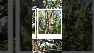 Miniature : Lire des livres dans les arbres ! Rendez-vous à la bèl parol à Saint Joseph le 16 et 17 novembre !