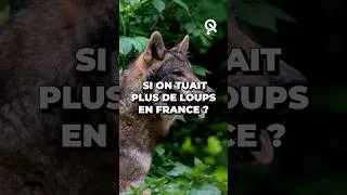 Miniature : Que se passerait-il si on tuait plus de loups ?  #loup #faunesauvage