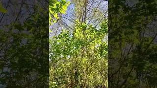 Miniature : Asmr fr : relaxation avec gants de jardin