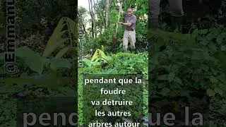 Miniature : Arbre MAGIQUE de la forêt tropicale COSTA RICA