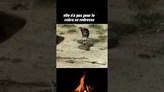 Miniature : cobra vs mangouste, c'est une motivation. #viralshort #motivation #pourtoi