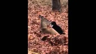 Miniature : Tellement mignon
