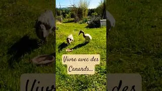 Miniature : Vivre avec des canards... 🦆🦆 😁