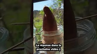 Miniature : Potager d'avril : tout semblait parfait... 🫣 🌱 #potager #jardin #semis