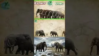 Miniature : Elephant vs Mammoth size Comparison Living Extinct 2026 Cooming soon
